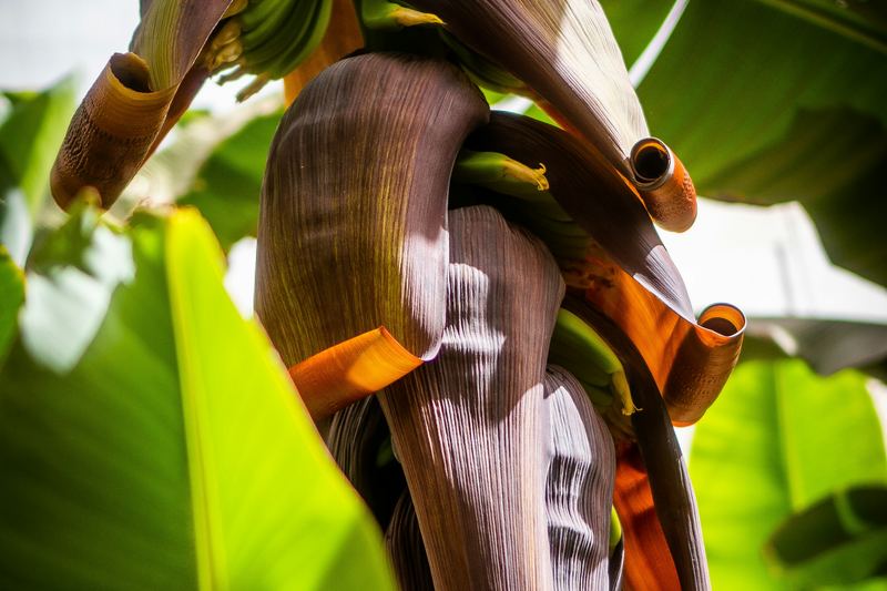Banana plant carrying a large bunch of green bananas