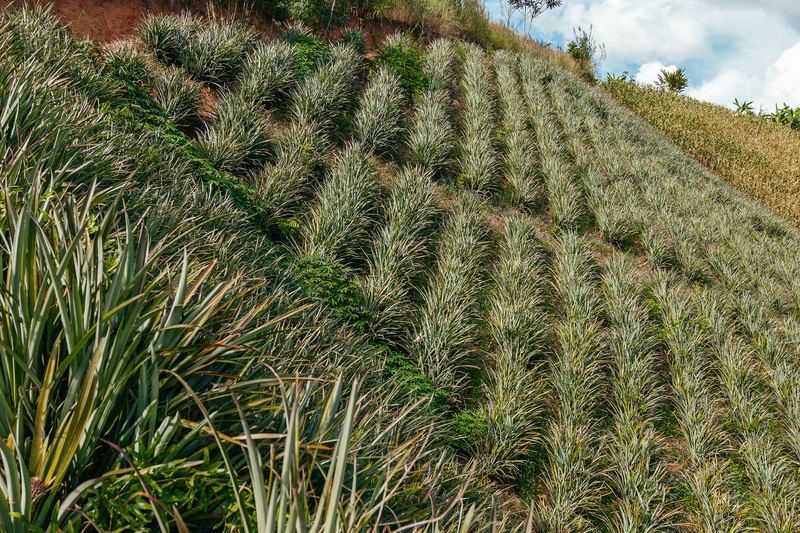 Pineapple field planted in rows on a sunny hillside
